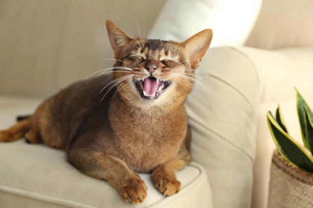 Rid Cats Of Bad Breath And Why